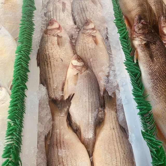 White Bass