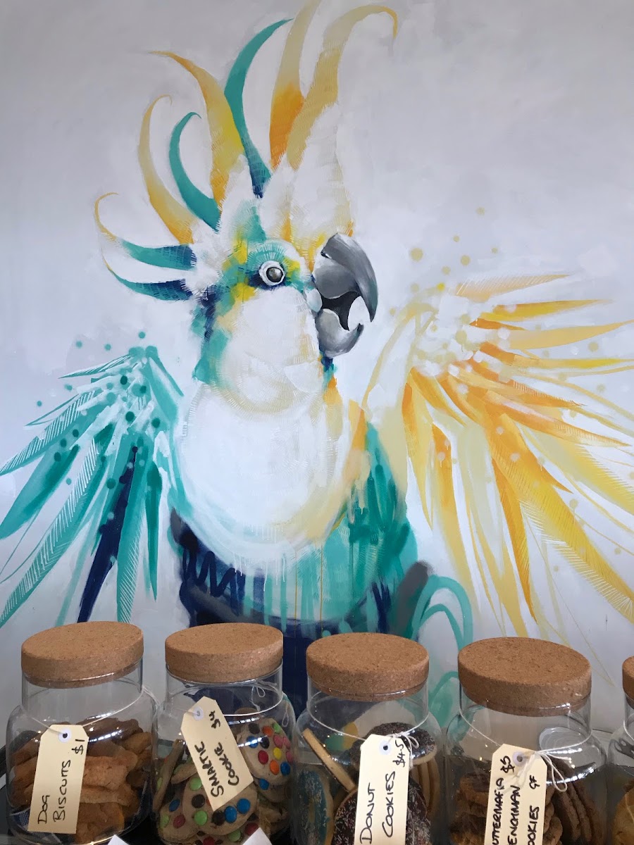 Cockatoo Photo 1